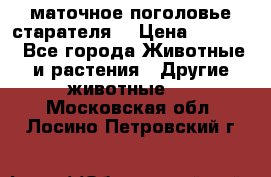 маточное поголовье старателя  › Цена ­ 2 300 - Все города Животные и растения » Другие животные   . Московская обл.,Лосино-Петровский г.